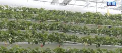 <b>从保守粮食做物到特色经济做物 聪慧农业</b>