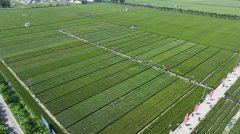 一号文件落实看下层丨“种粮一体化”串