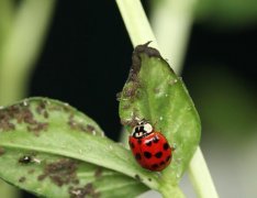 “虫虫奸细队”出动！——守护京郊菜篮